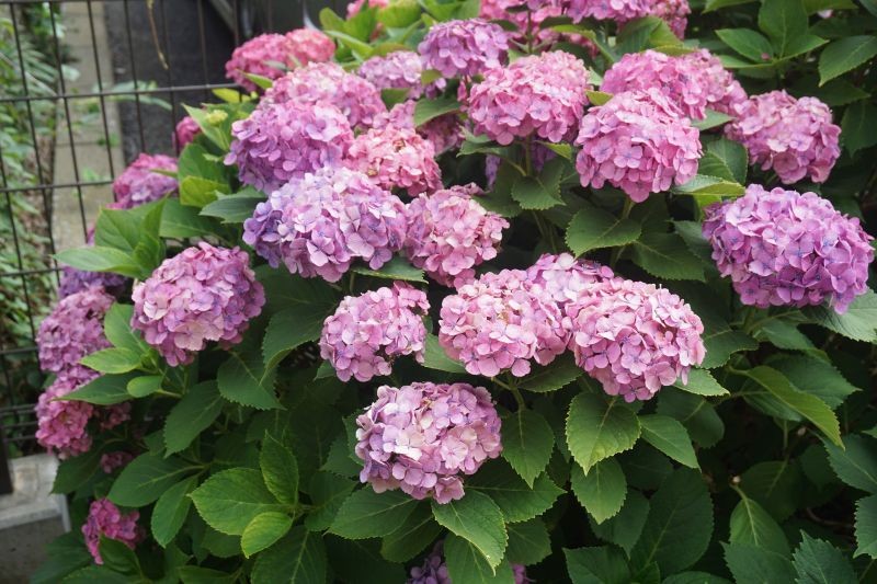 Latem hortensja potrzebuje już mniejszych ilości azotu, a większych fosforu i potasu.