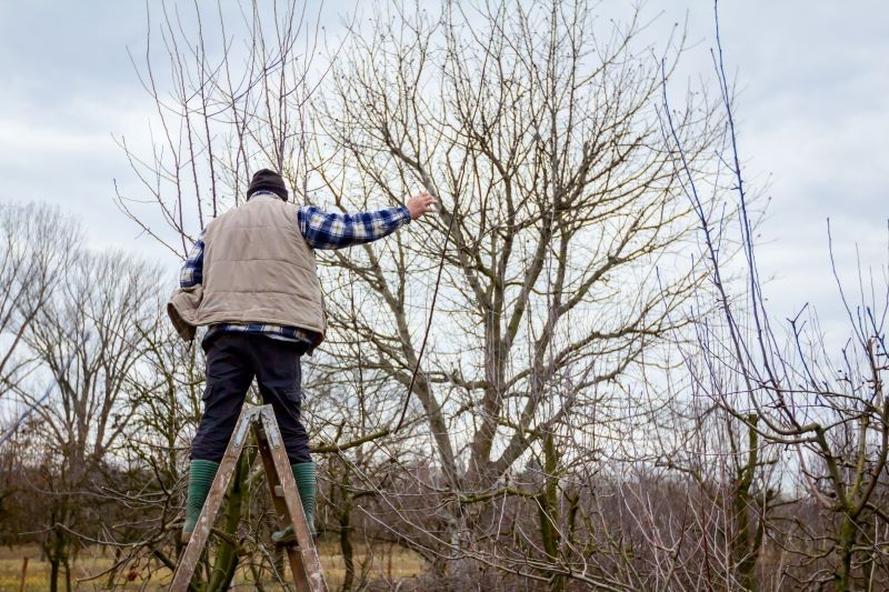 Sposób przycinania gruszy zależy od jej wieku.