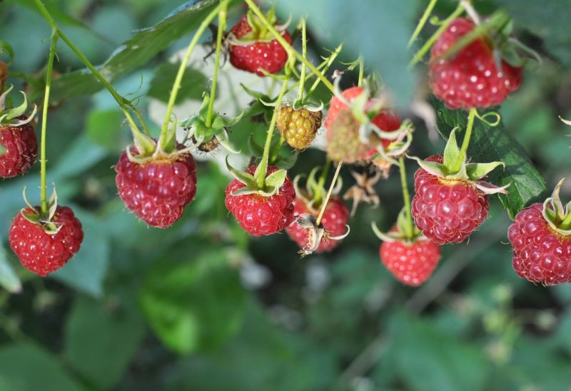 W sierpniu warto pamiętać o kilku zabiegach, dzięki którym maliny jesienne obficie zaowocują.