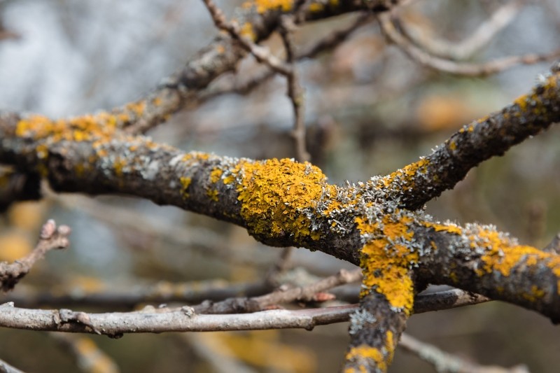 mech i porosty na drzewach 