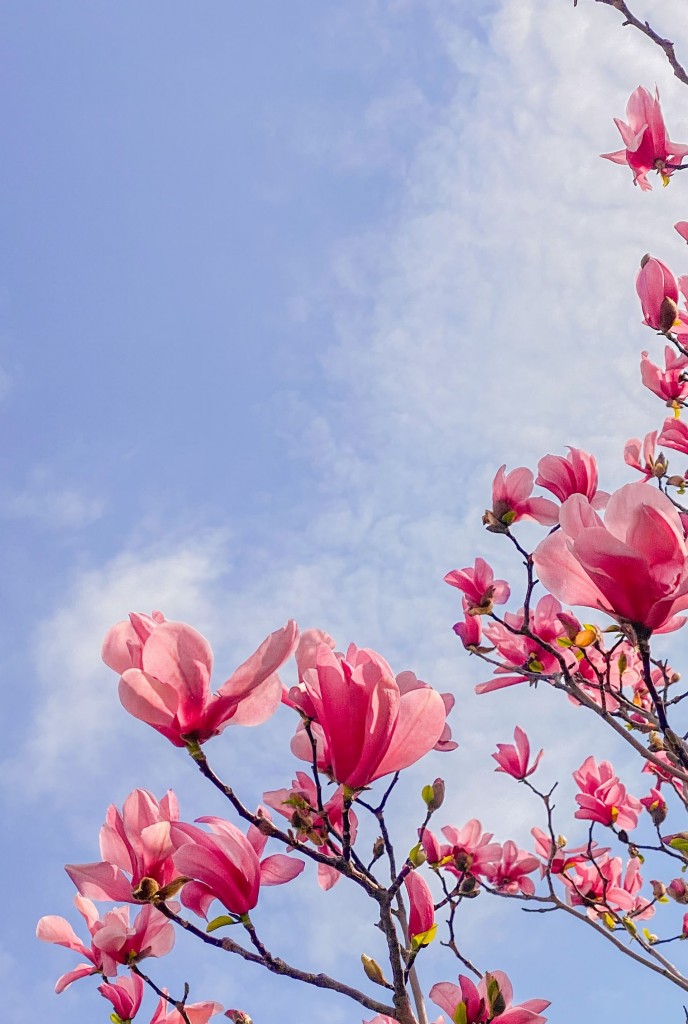 Rośliny, Urocza magnolia - Magnolia