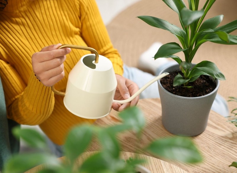 przepis na nawóz z żelatyny