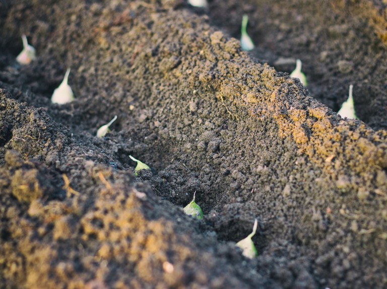 Czosnek zaczął kiełkować w połowie grudnia? Zobacz, jak możesz uratować plon