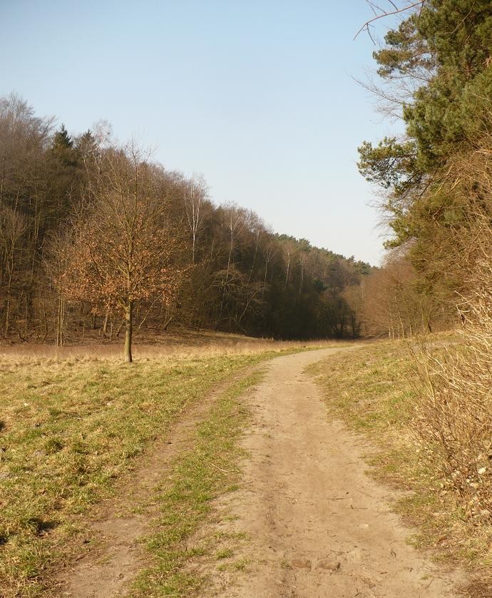 Pozostałe, Przebiśnieg.......... - ................i droga do lasu............