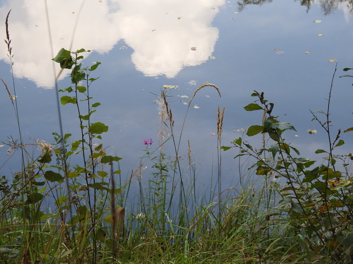 Leśne klimaty, ZWYKŁE I NIEZWYKŁE