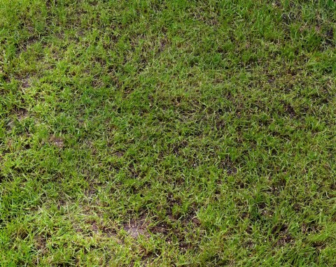 Nie ma śniegu, więc możesz wzmocnić trawnik. Potrzebujesz tylko naturalnego nawozu