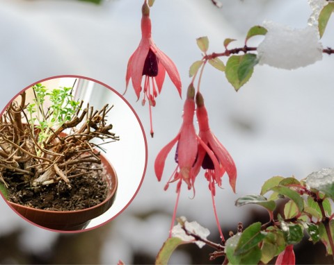 Kanadyjska metoda zimowania fuksji. Dzięki temu roślina pięknie zakwitnie na wiosnę