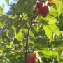 Pozostałe, Wrześniowe lato................ - ..................i rajskie jabłuszka .................na jabłoni................