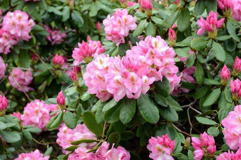 przesadzanie rododendronów