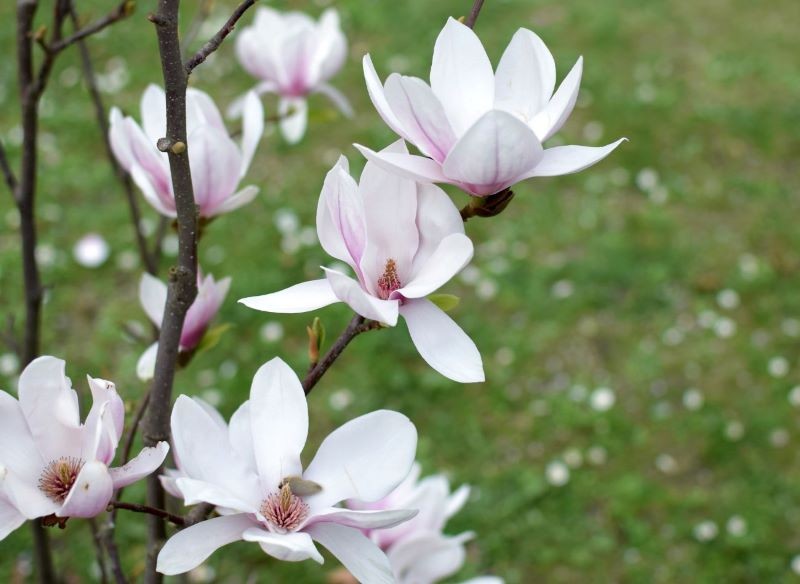 Rozmnażanie magnolii przez odkłady najlepiej zaplanować na jesień.