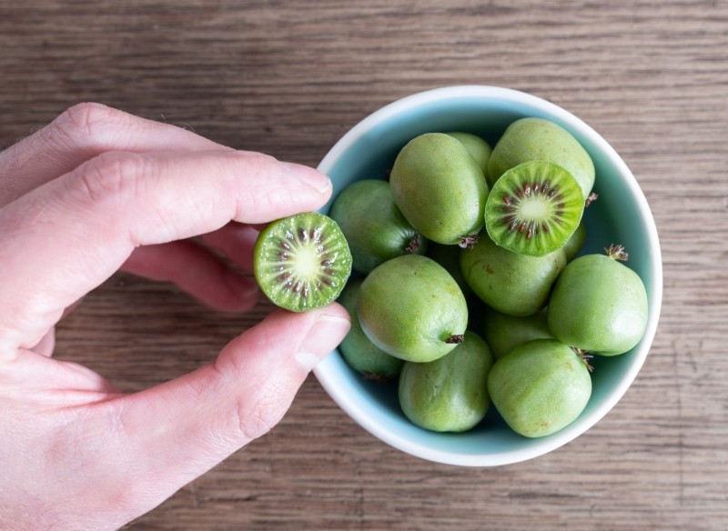 jak uprawiać aktinidię