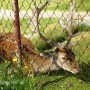 Pozostałe, DOLOMITY - SPORTOWA  DOLINA  LATEM  – BYTOM - MINI  ZOO