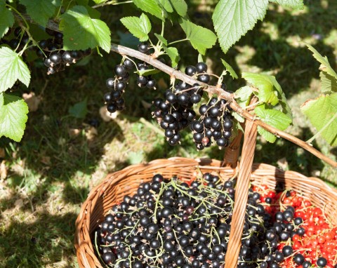 Nawożenie porzeczek po zbiorach. Czym podsypać krzaczki, gdy owocowanie się zakończy?