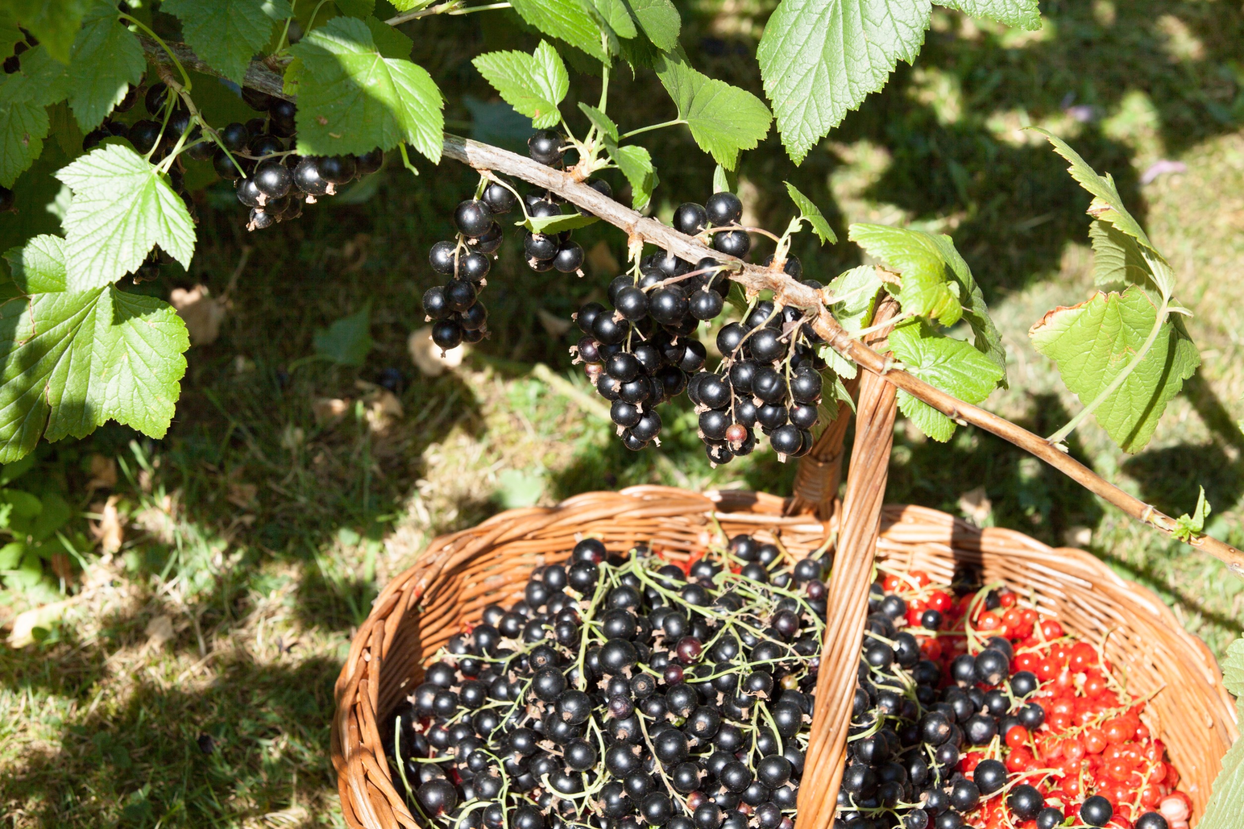  Wsypuję pod krzak i mieszam z ziemią. Stara metoda na nawożenie porzeczek po zbiorach