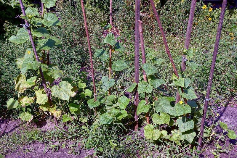 Liście ogórków mogą żółknąć z wielu powodów. Jedną z częstych przyczyn jest niedobór magnezu.