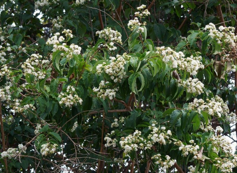 Wygląd heptakodium chińskiego zmienia się w miarę postępu sezonu.