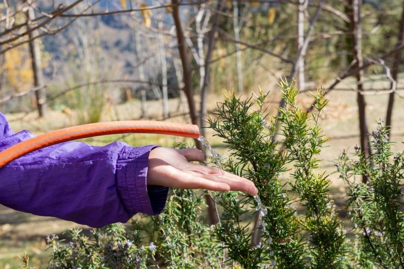 Zimą podlewamy rośliny w czasie odwilży,