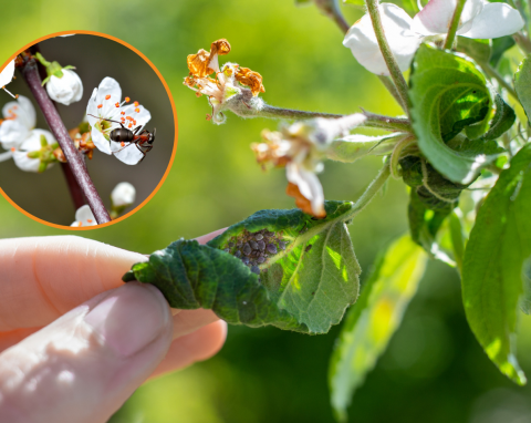 Jak pozbyć się mrówek z drzew owocowych? Naturalne sposoby na usunięcie mrówek z ogrodu i sadu