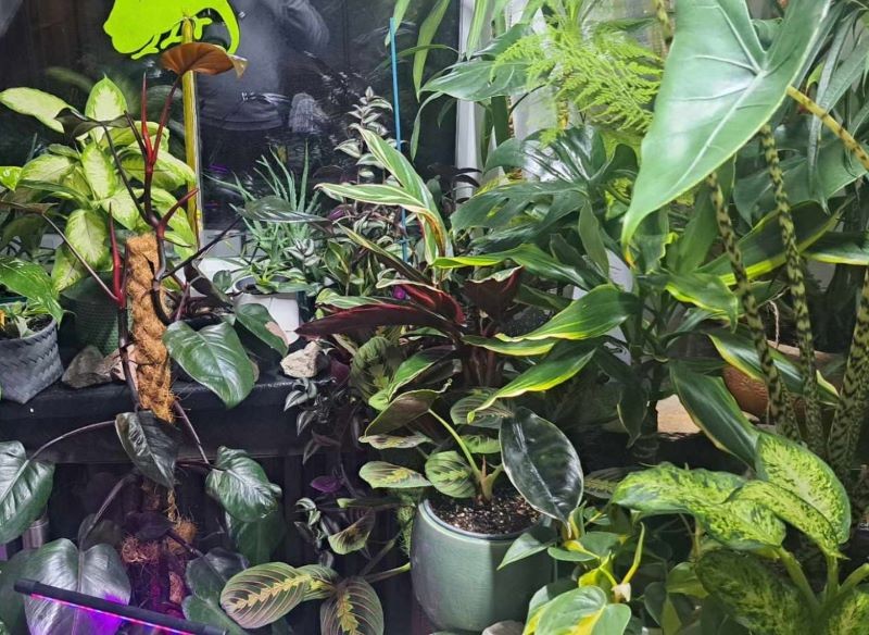 W okresie grzewczym należy zwrócić szczególną uwagę na wilgotność powietrza w domowej dżungli.