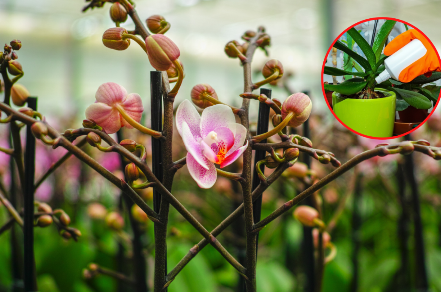 nawożenie storczyków
