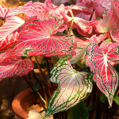 Kaladium.
Fot. 123.RF