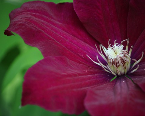 Powojnik „Jan III Sobieski” (Clematis)