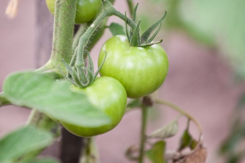 Zmiany w wyglądzie pomidorów mogą świadczyć o ich przenawożeniu.