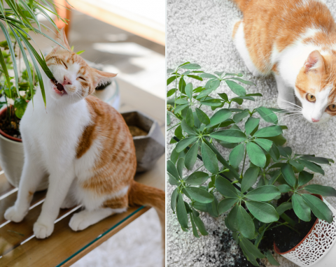Rośliny doniczkowe bezpieczne dla kota. Lista kwiatów, które możesz mieć w domu