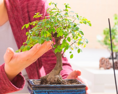 Oto najważniejsze zasady uprawy drzewka bonsai w domu. Liście przestaną usychać i opadać