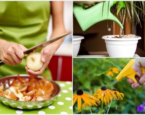 Niszczy szkodniki, wzmacnia rośliny. Jak przygotować i stosować odżywkę z łupin cebuli?