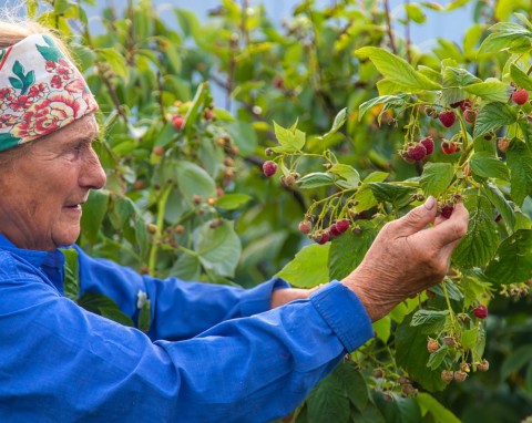 Jak przycinać maliny letnie? Sposób na obfitsze owocowanie za rok