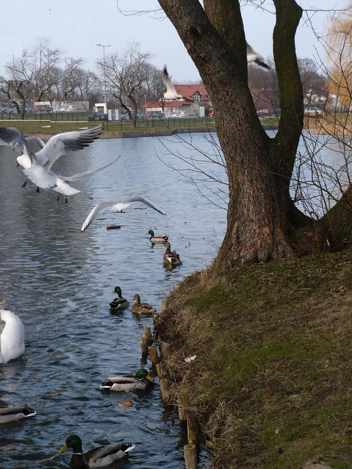 Pozostałe, Wiosennie ...........prawie świątecznie........... - ...........i wiosna nad stawkami..........