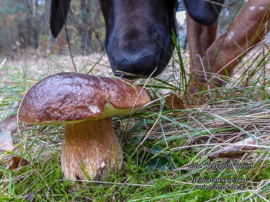 Leśne klimaty, Poniatowa grzyby - Poniatowa grzyby - foto.Krzysztof Goleń