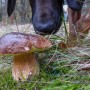 Leśne klimaty, Poniatowa grzyby - Poniatowa grzyby - foto.Krzysztof Goleń