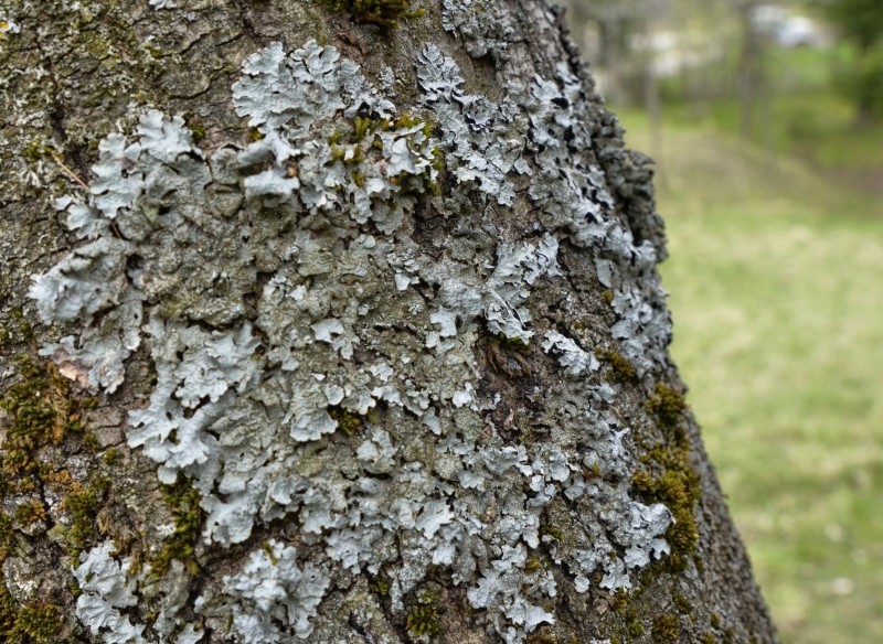 jak pozbyć się mchu i porostu na drzewach