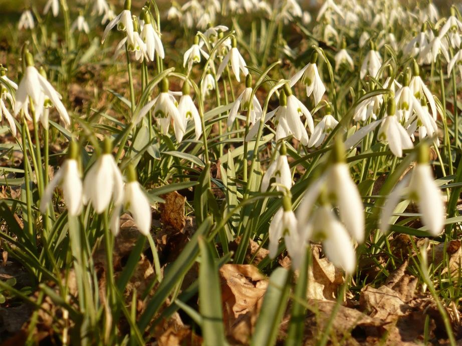 Pozostałe, Kolorowa ..........zającowo  - kogutkowa..... - .............i przebiśniegi.............