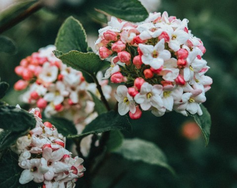 Rośliny pachnące na wiosnę. Spowijają ogród niezwykłym aromatem