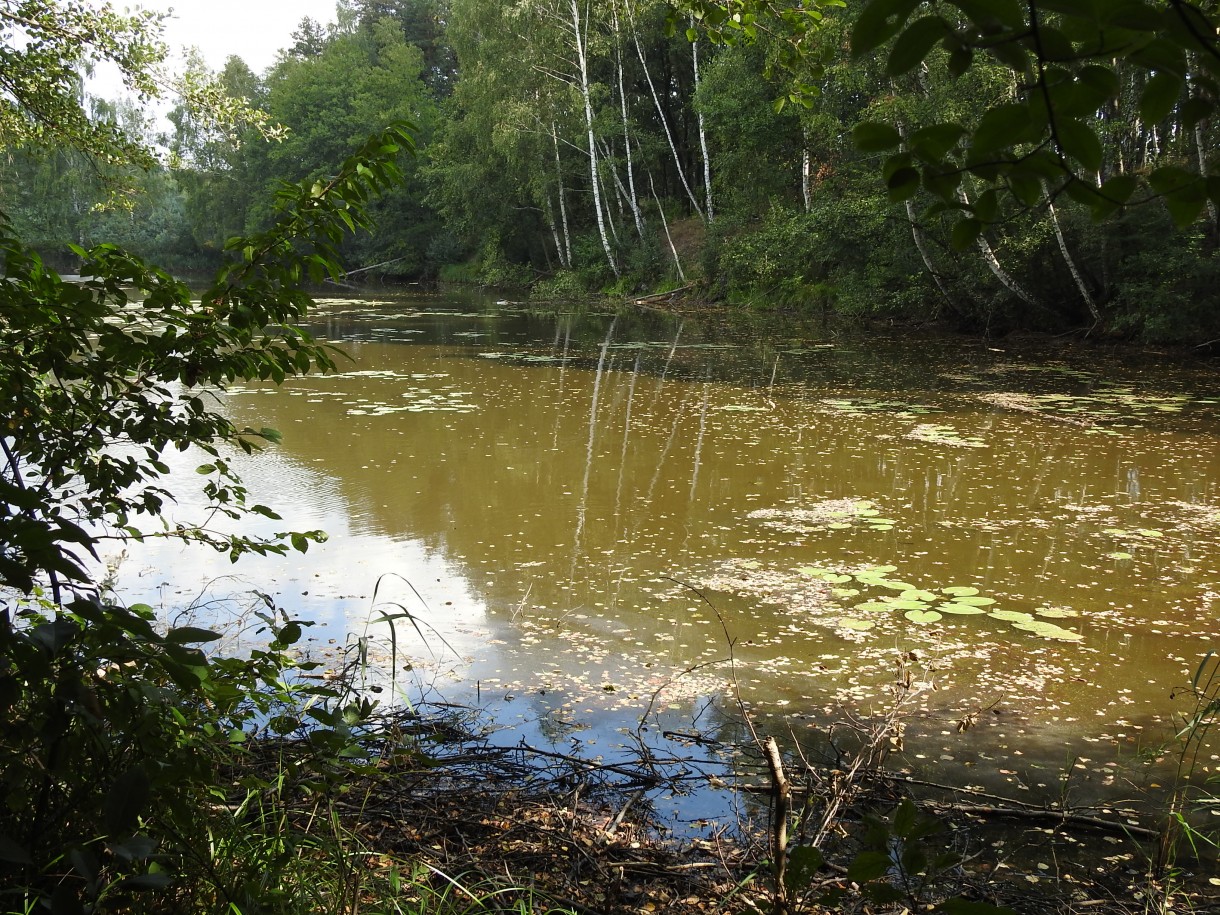 Leśne klimaty, ZWYKŁE I NIEZWYKŁE