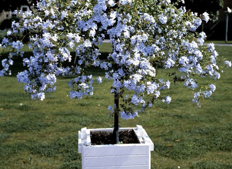 W naszym klimacie ołownik uszkowaty najlepiej uprawiać w donicy.