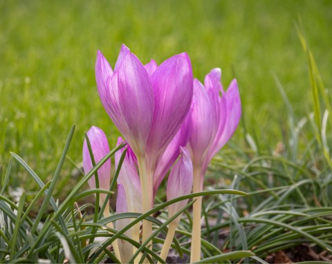 Zimowit jesienny (Colchicum autumnale)
