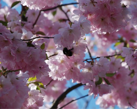 Wiśnia piłkowana (Prunus serrulata)