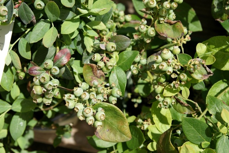 dlaczego liście borówki amerykańskiej zasychają
