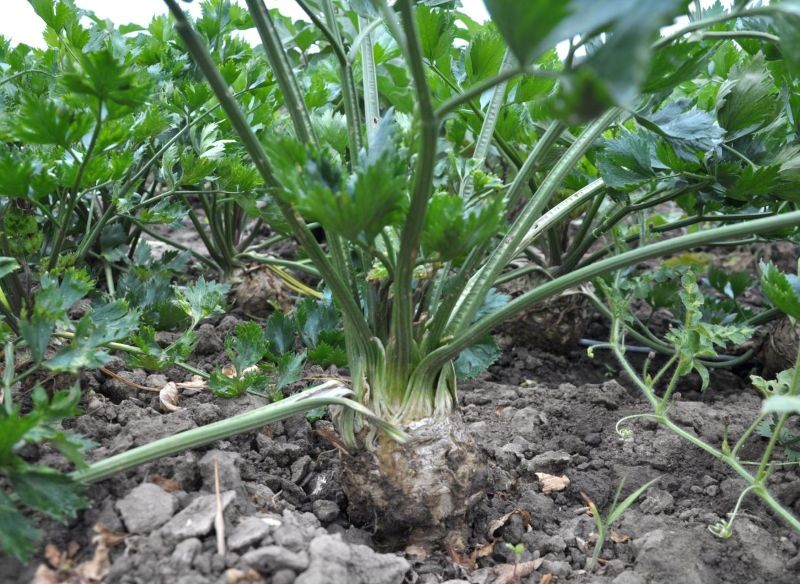 Seler korzeniowy zbieramy po lekkich przymrozkach.