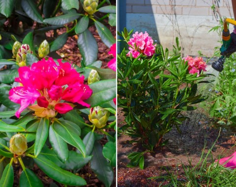Jak przygotować rododendrony na zimę? Nie czekaj na duże przymrozki