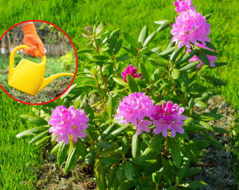 Czym nawozić rododendrony? Najlepsze sposoby, by krzaki były gęste i pięknie kwitły