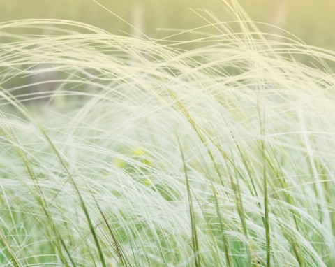 Ostnica bródkowata (Stipa barbata)