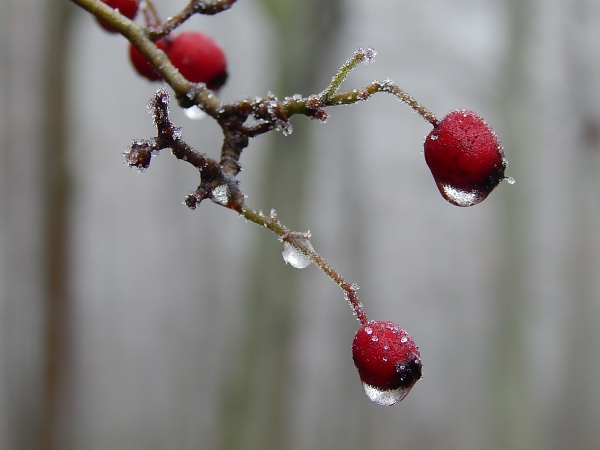 Leśne klimaty, WINTER ART ...