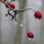 Leśne klimaty, WINTER ART ...