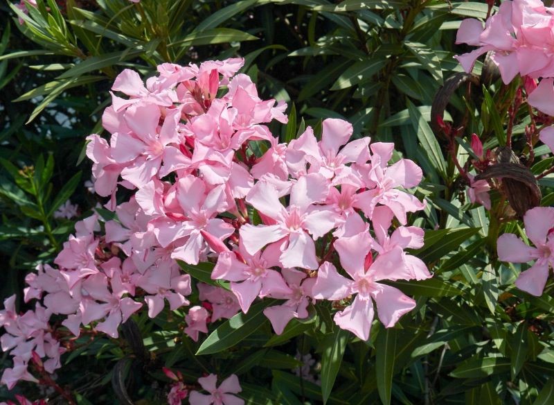 Systematycznie przycinany oleander wytwarza więcej kwiatów.