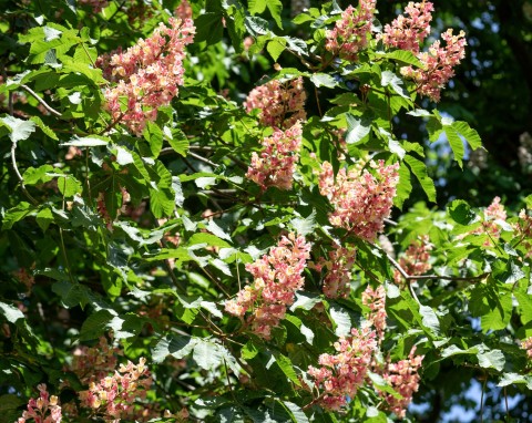 Kasztanowiec czerwony (Aesculus carnea)